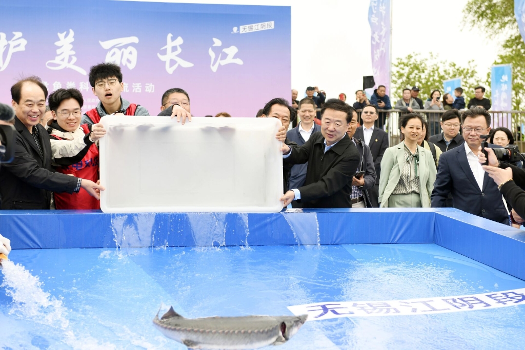 江陰放流422尾中華鱘和1.6萬余尾長吻鮠